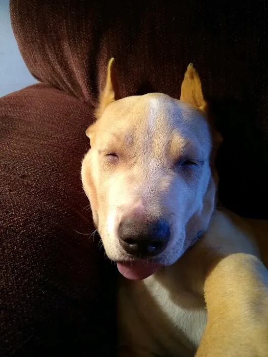 Country View Animal Clinic- Dr. Charles L Wallace DVM Picture 5