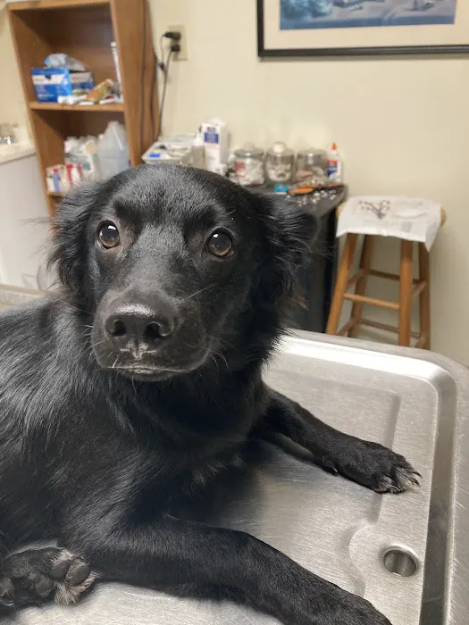 Country View Animal Clinic- Dr. Charles L Wallace DVM Picture 4