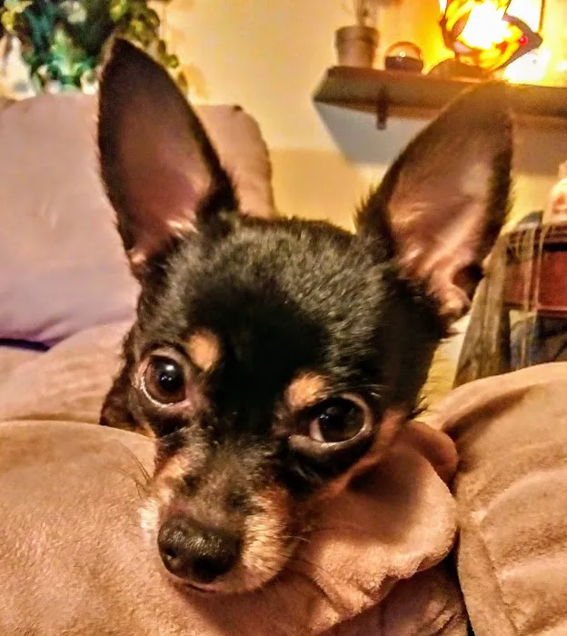 Country View Animal Clinic- Dr. Charles L Wallace DVM Picture 9