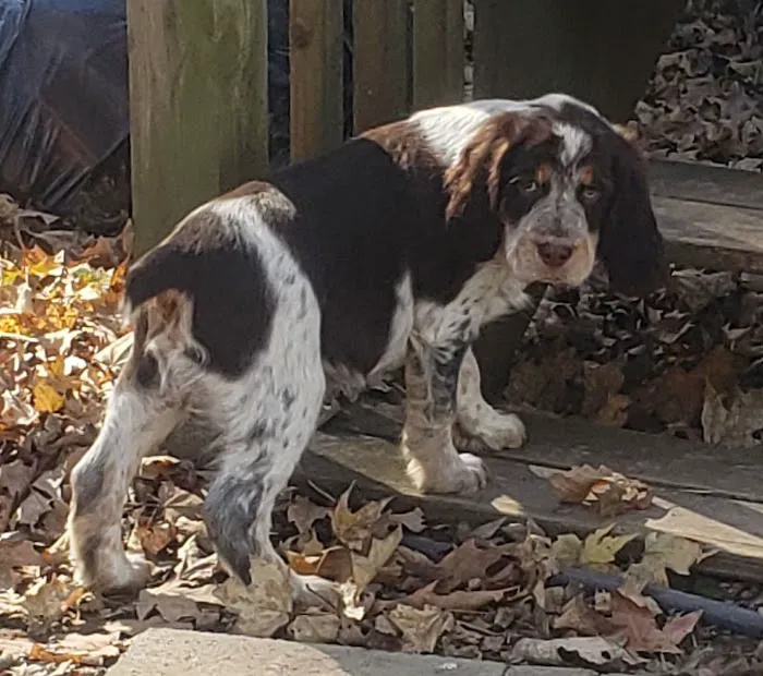 Country View Animal Clinic- Dr. Charles L Wallace DVM Picture 8
