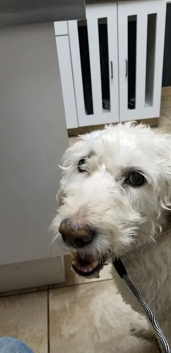 Animal Clinic of Pierce City, LLC Picture 1