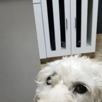 Animal Clinic of Pierce City, LLC ico