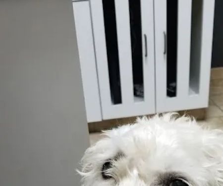 Animal Clinic of Pierce City, LLC