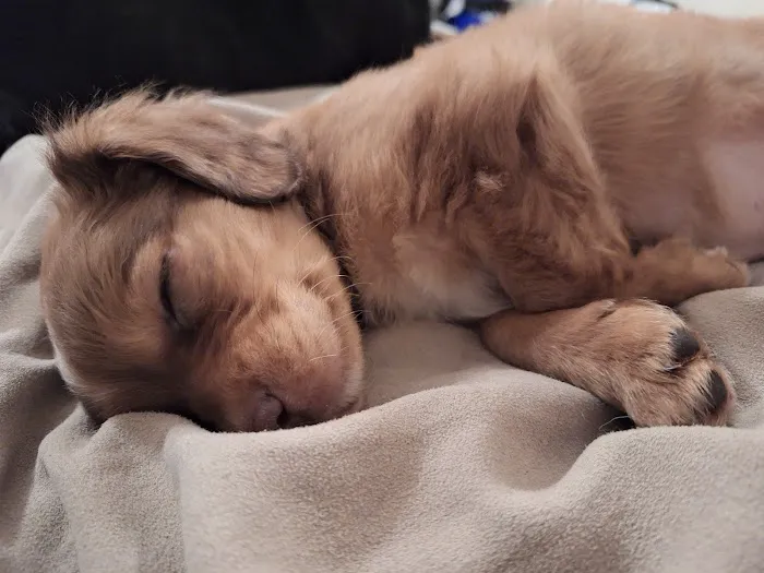 Animal Clinic of Pierce City, LLC Picture 2