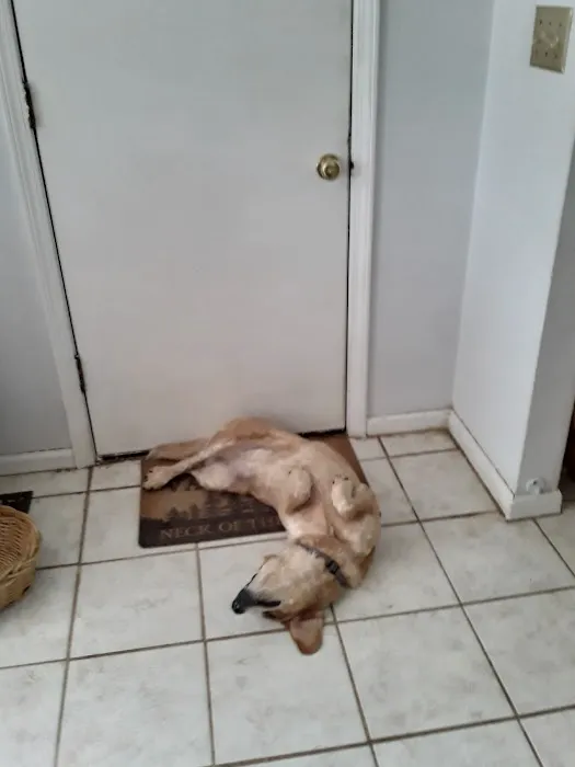 Animal Clinic of Pierce City, LLC Picture 4