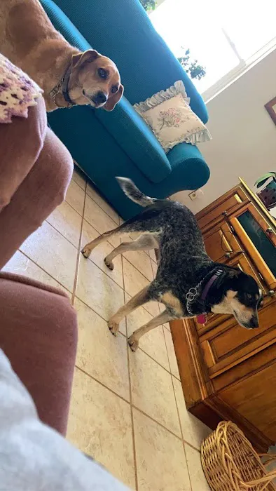 Animal Clinic of Pierce City, LLC Picture 5