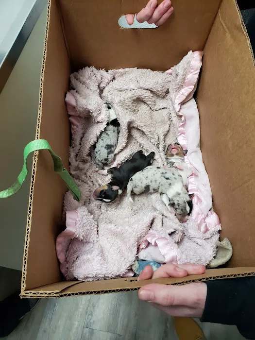 Animal Clinic of Pierce City, LLC Picture 9