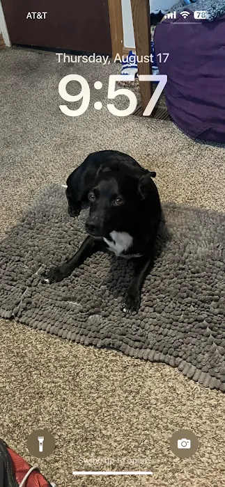 Animal Clinic of Pierce City, LLC Picture 10