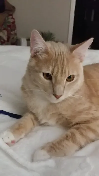 Animal Clinic of Sarcoxie Picture 2