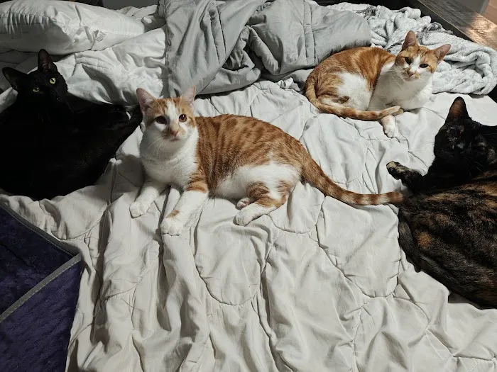 Animal Clinic of Sarcoxie Picture 1