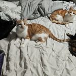 Animal Clinic of Sarcoxie