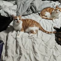 Animal Clinic of Sarcoxie ico