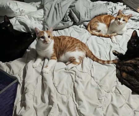 Animal Clinic of Sarcoxie