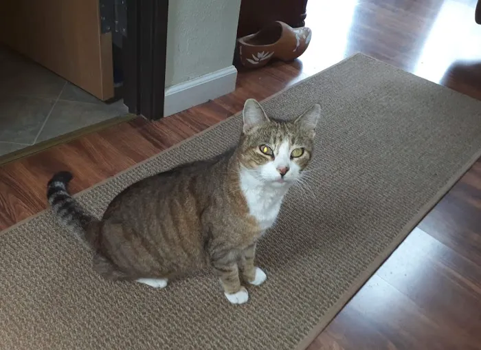 All About Pets Picture 1