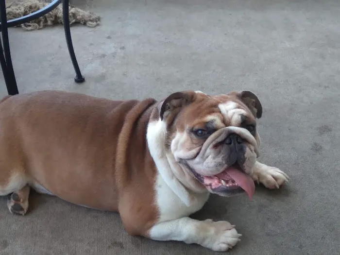 All About Pets Picture 7