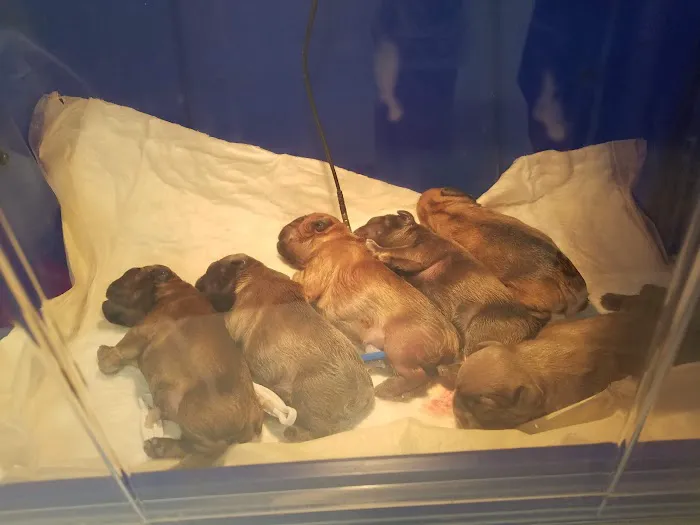 All About Pets Picture 6