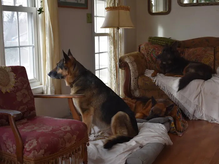 All About Pets Picture 5