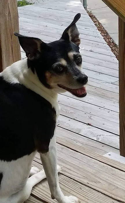 All About Pets Picture 4