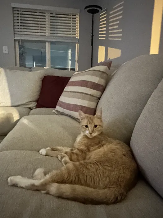 All About Pets Picture 3