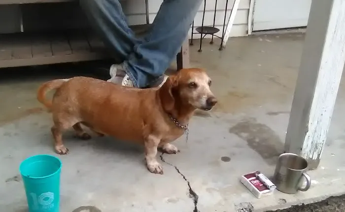 All About Pets Picture 2