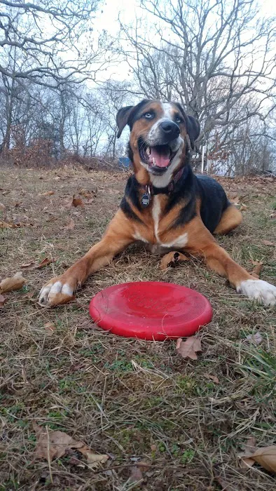 All About Pets Picture 8