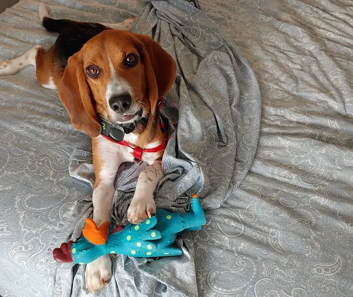 All About Pets Picture 9