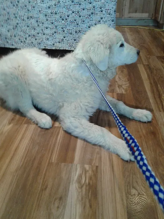 All About Pets Picture 10