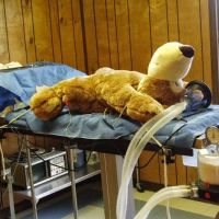 Herrin Animal Hospital ico