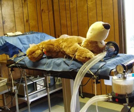 Herrin Animal Hospital