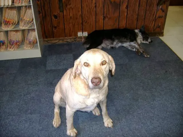 Herrin Animal Hospital Picture 7