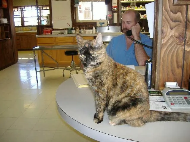 Herrin Animal Hospital Picture 10