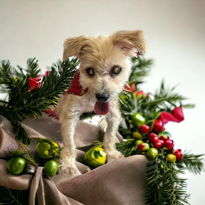 Animal Clinic of Diamond, LLC Picture 1