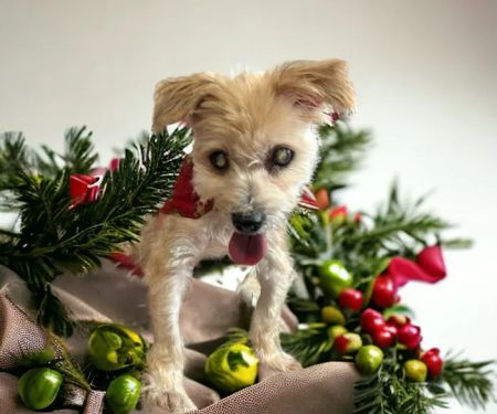 Animal Clinic of Diamond, LLC