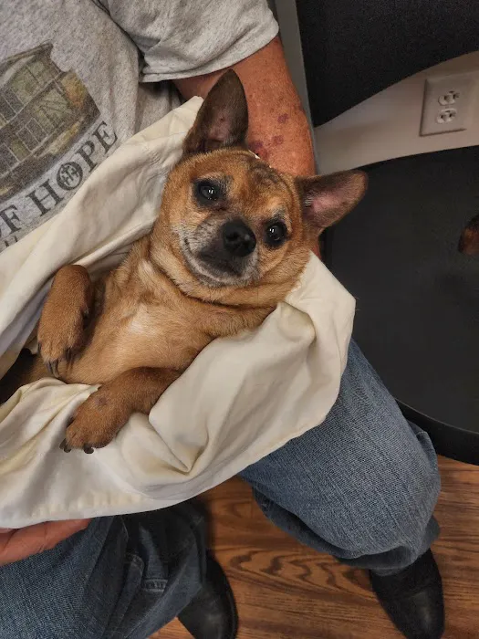 Animal Clinic of Diamond, LLC Picture 2