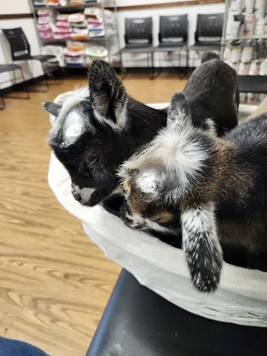 Animal Clinic of Diamond, LLC Picture 5