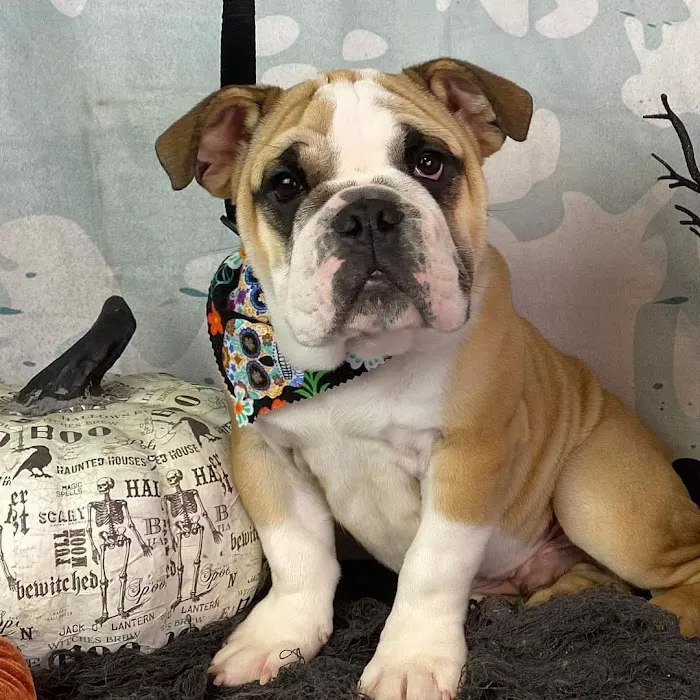 Animal Clinic of Diamond, LLC Picture 3