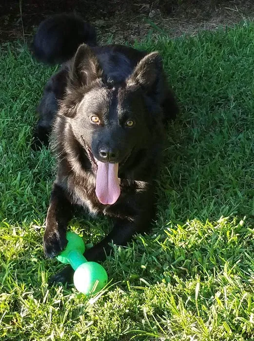 Animal Clinic of Diamond, LLC Picture 4