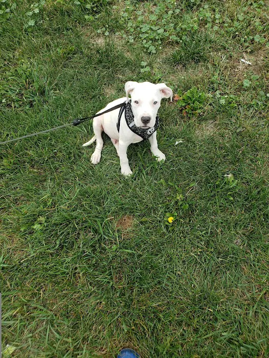 Animal Clinic of Diamond, LLC Picture 6