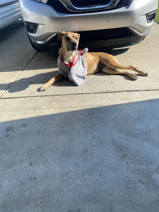 Animal Clinic of Diamond, LLC Picture 8