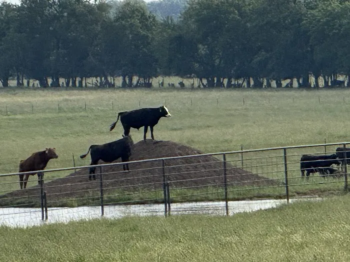 Animal Clinic of Diamond, LLC Picture 7