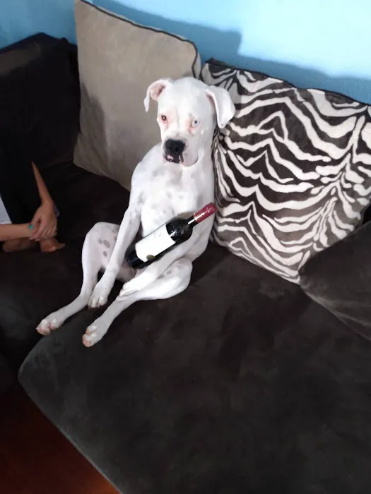 Animal Clinic of Diamond, LLC Picture 9