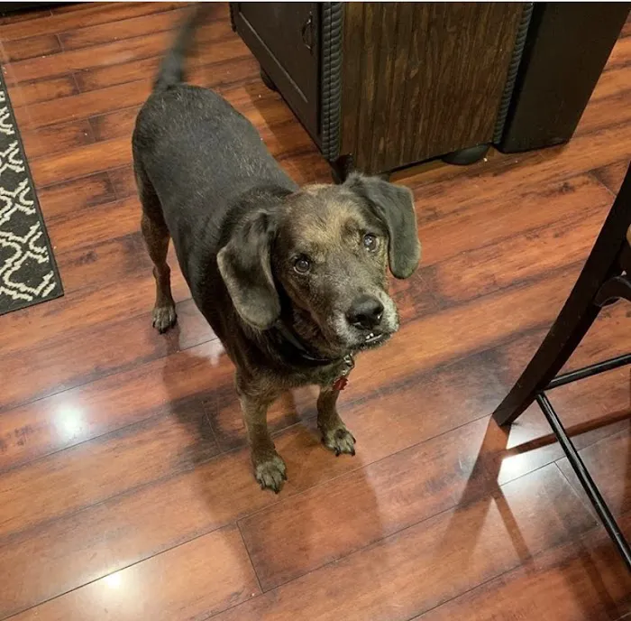 Animal Clinic of Diamond, LLC Picture 10