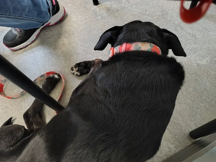 Animal Clinic of West Plains Picture 1