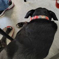 Animal Clinic of West Plains ico