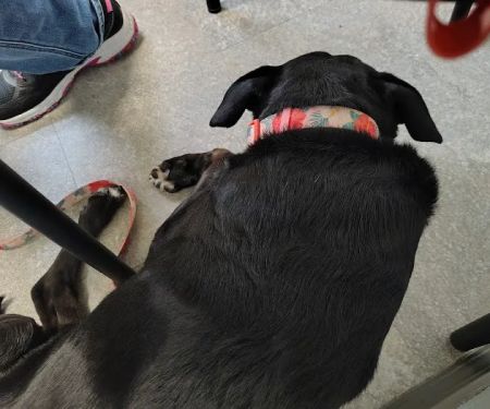 Animal Clinic of West Plains