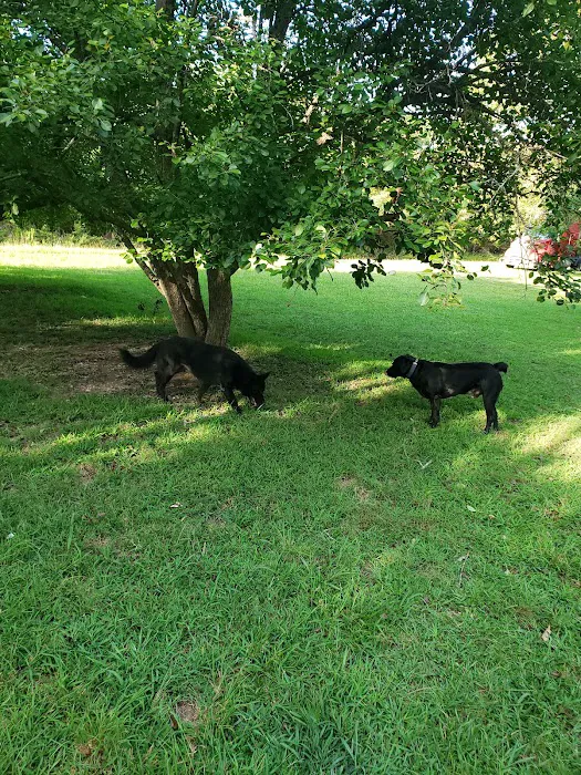 Animal Clinic of West Plains Picture 5