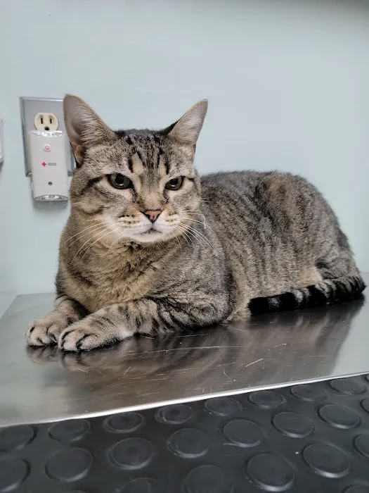 Animal Clinic of West Plains Picture 4