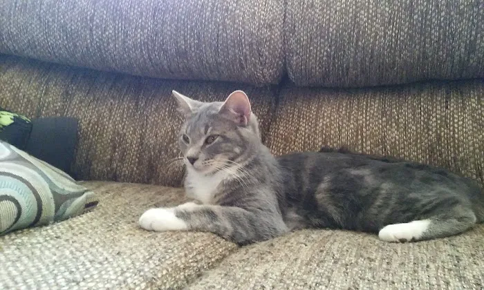 Animal Clinic of West Plains Picture 3