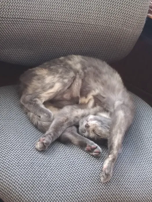 Animal Clinic of West Plains Picture 8