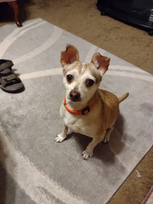 Animal Clinic of West Plains Picture 7